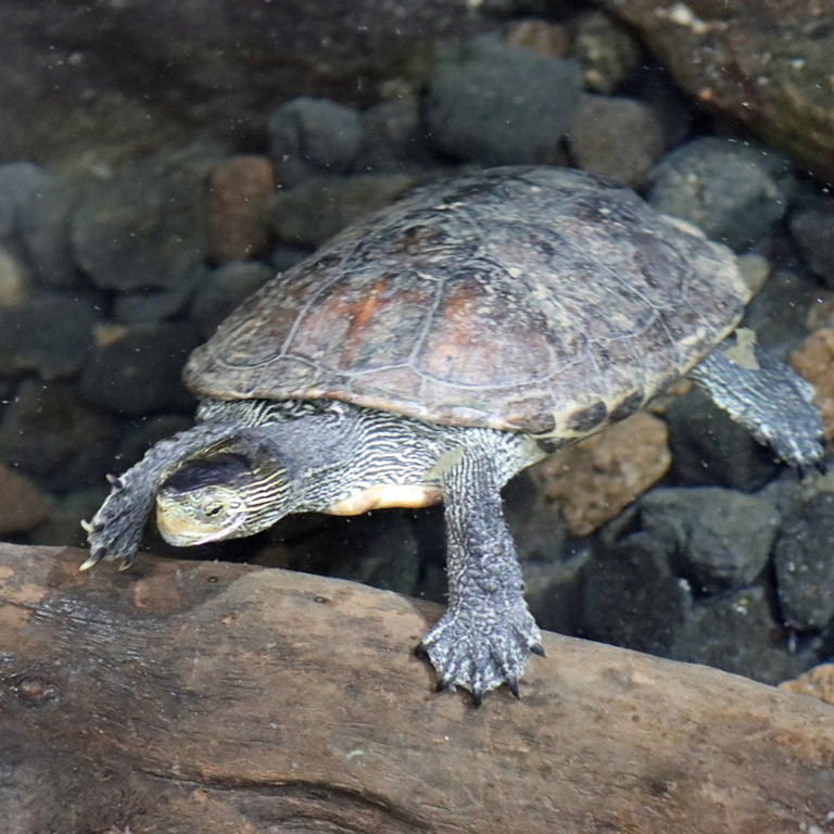 Chinese Stripe-necked Turtle