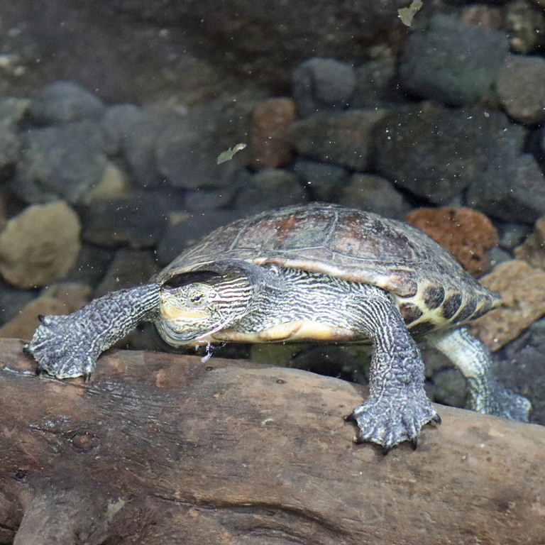 Chinese Stripe-necked Turtle