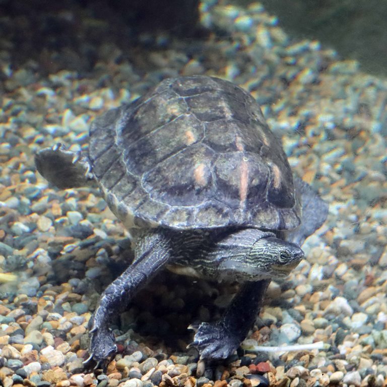 Chinese Stripe-necked Turtle
