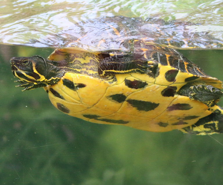 Yellow Slider Terrapin At Mitchell Dorgan Blog