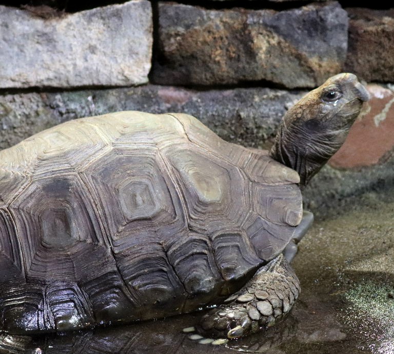 Asian Giant Forest Tortoise