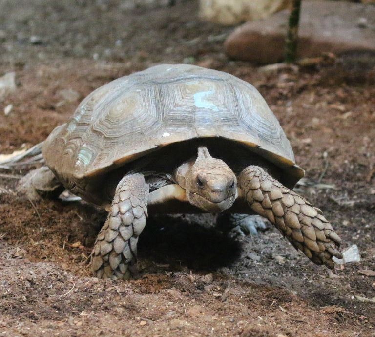 Asian Forest Tortoise