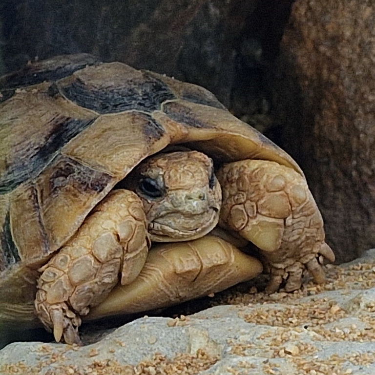 Egyptian Tortoise