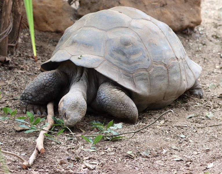 Wolf Volcano Galapagos Giant Tortoise
