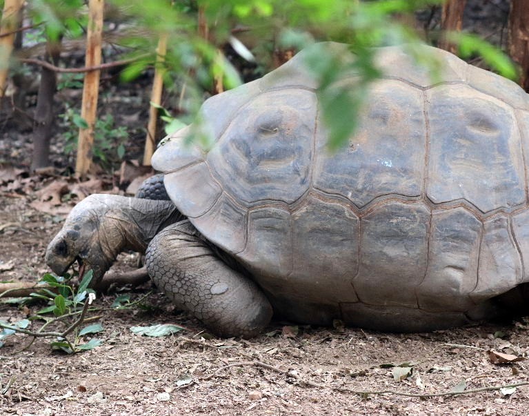 Wolf Volcano Giant Tortoise