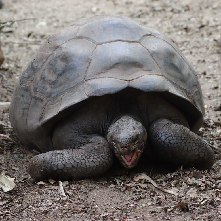 Wolf Volcano Galapagos Giant Tortoise
