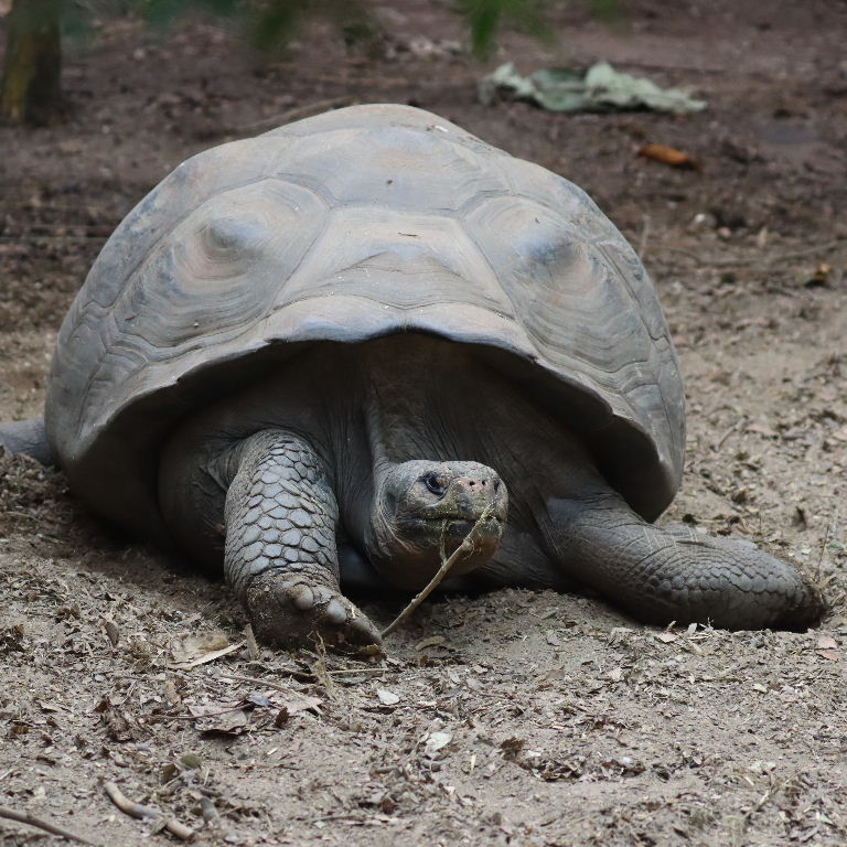 Wolf Volcano Galapagos Giant Tortoise