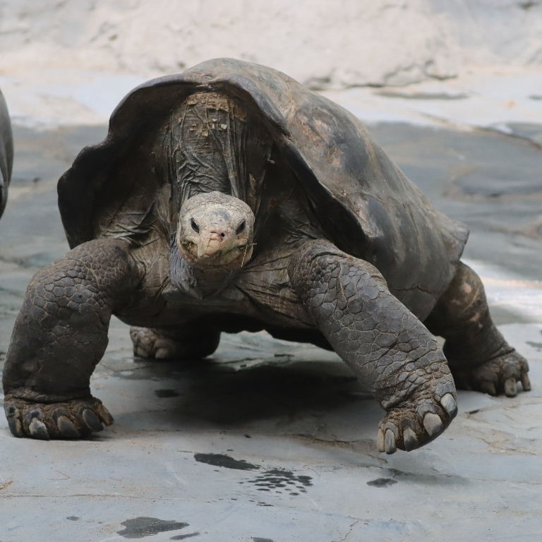 Pinzon Island Giant Tortoise