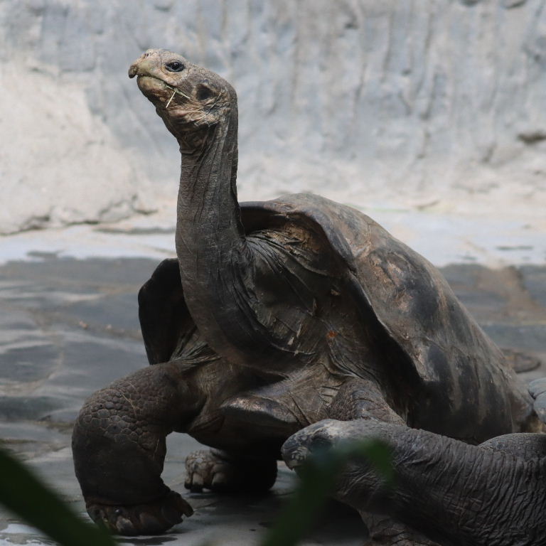 Pinzon Island Giant Tortoise