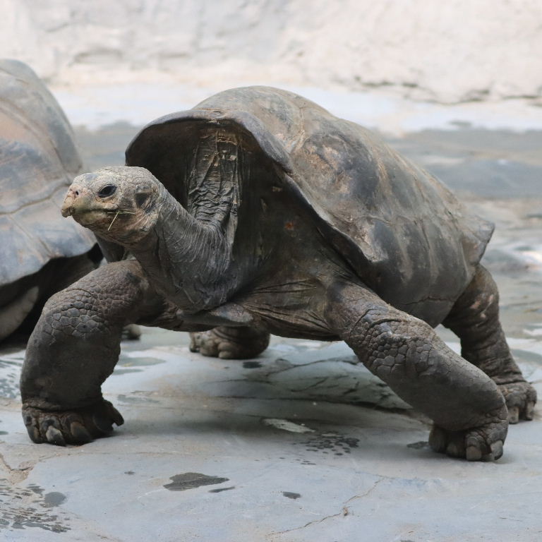 Pinzon Island Giant Tortoise