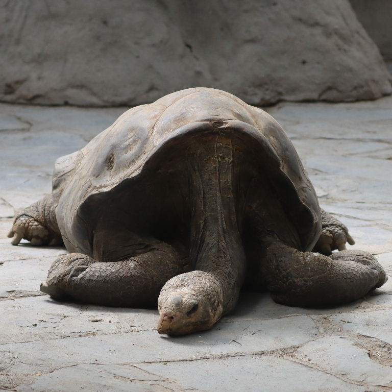 Pinzon Island Giant Tortoise