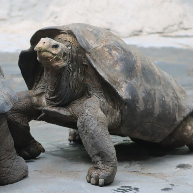 Pinzon Island Giant Tortoise