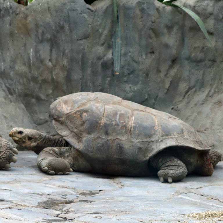 Pinzon Island Giant Tortoise