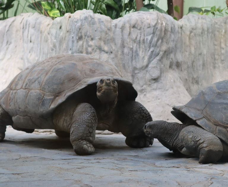 Western Santa Cruz Giant Tortoise