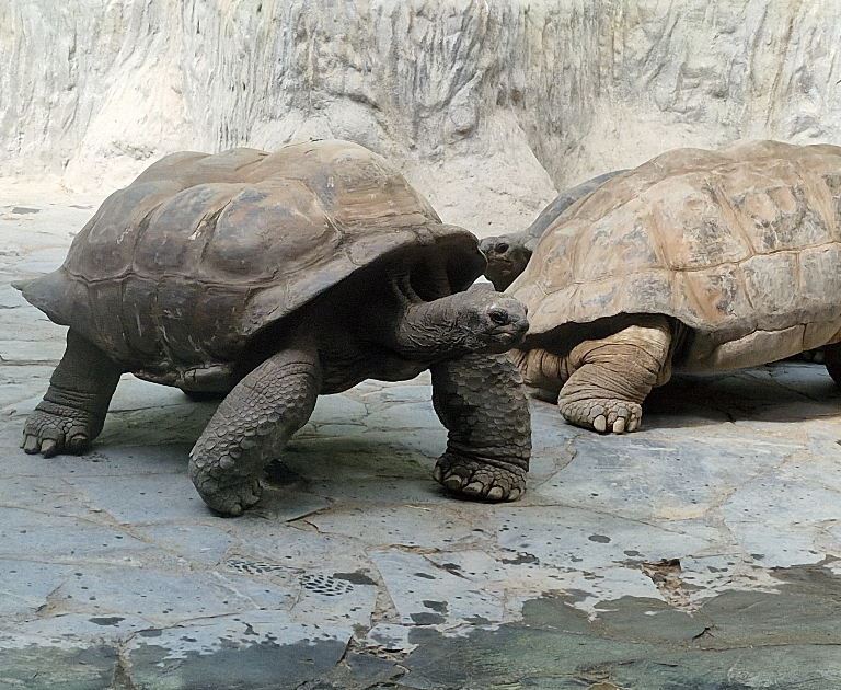 Western Santa Cruz Giant Tortoise