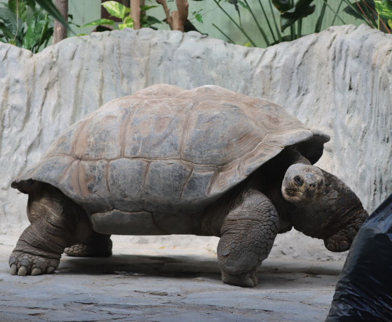 Western Santa Cruz Giant Tortoise