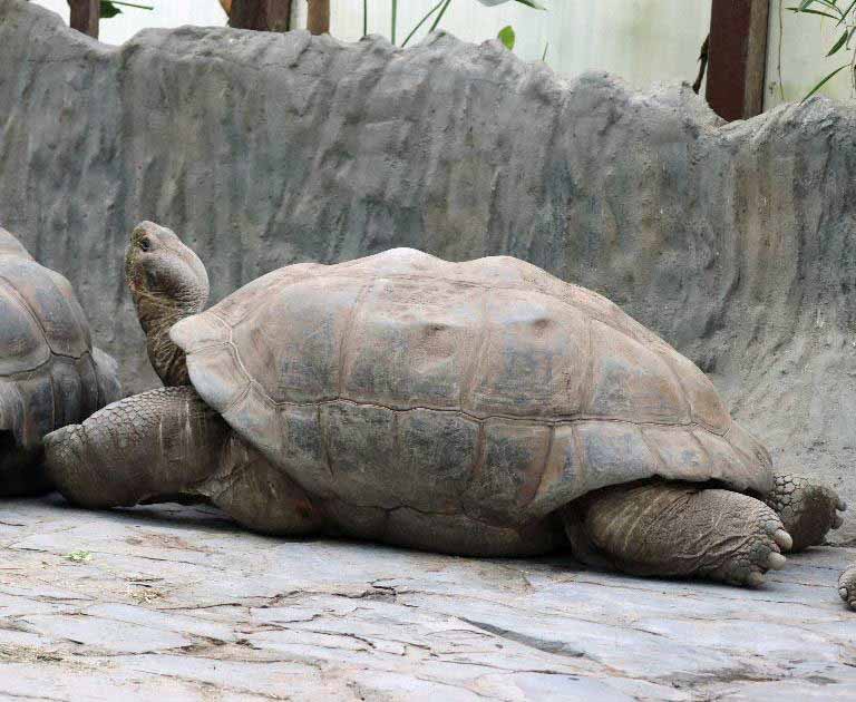 Western Santa Cruz Giant Tortoise