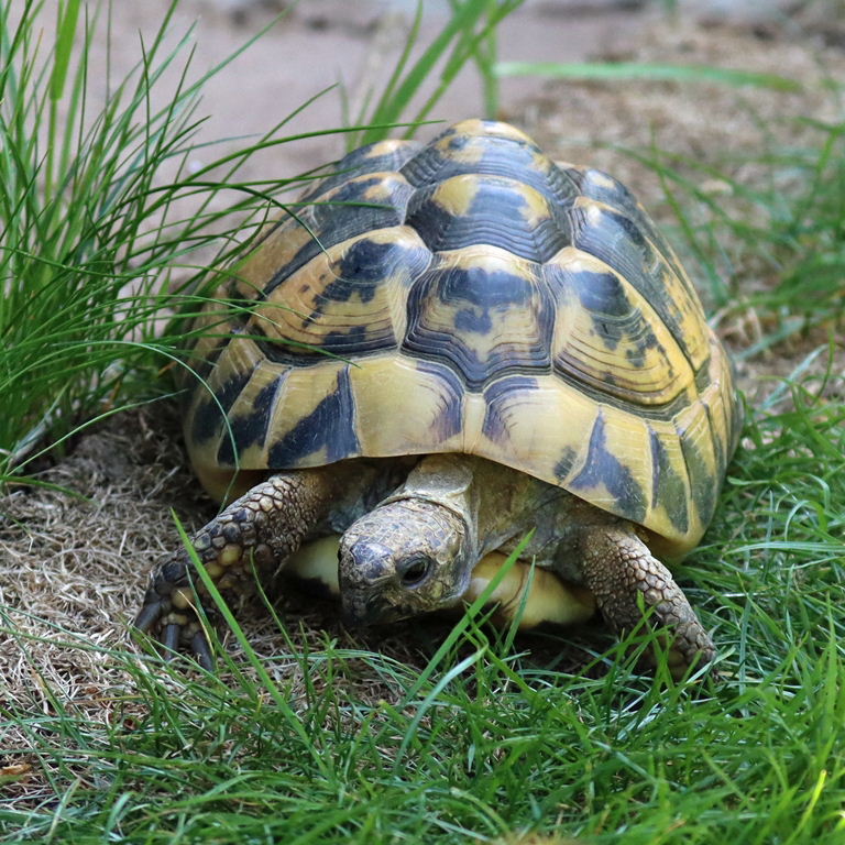 Hermann's Tortoise