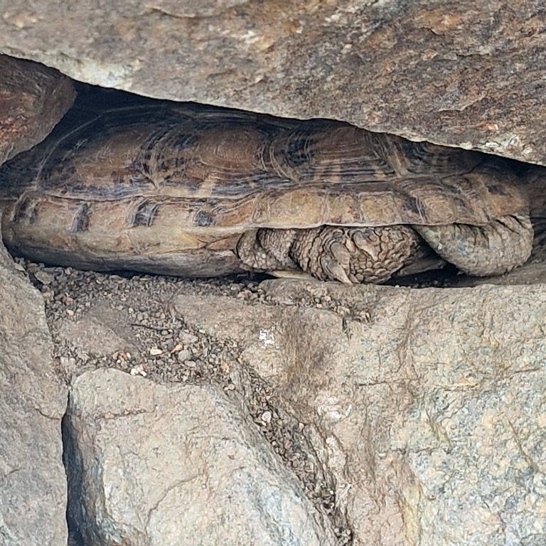 male Pancake Tortoise in crevice