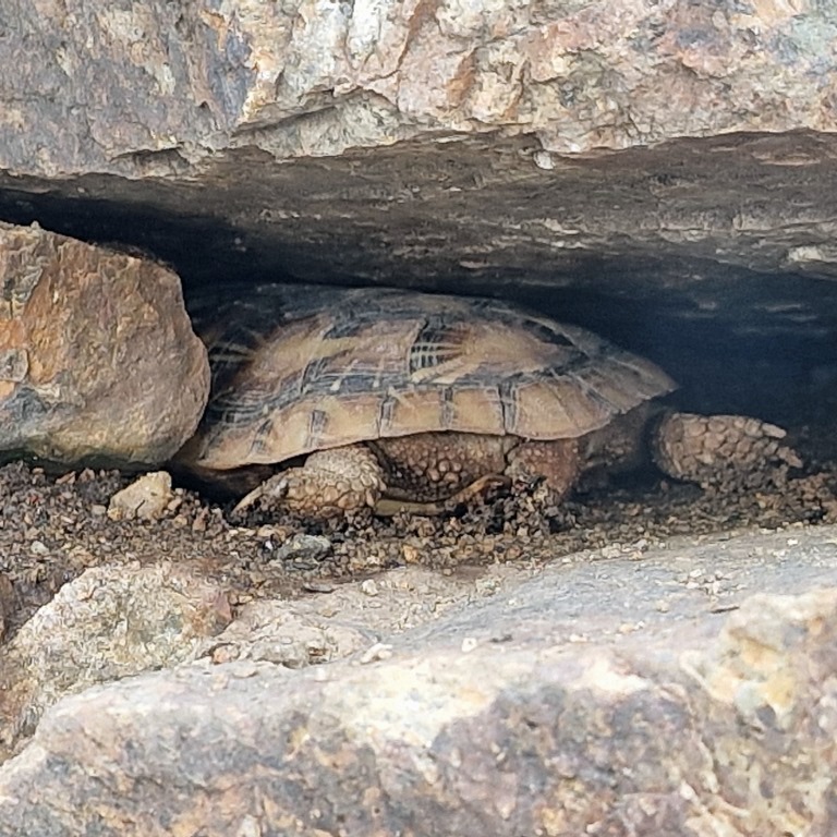 female Pancake Tortoise in crevice