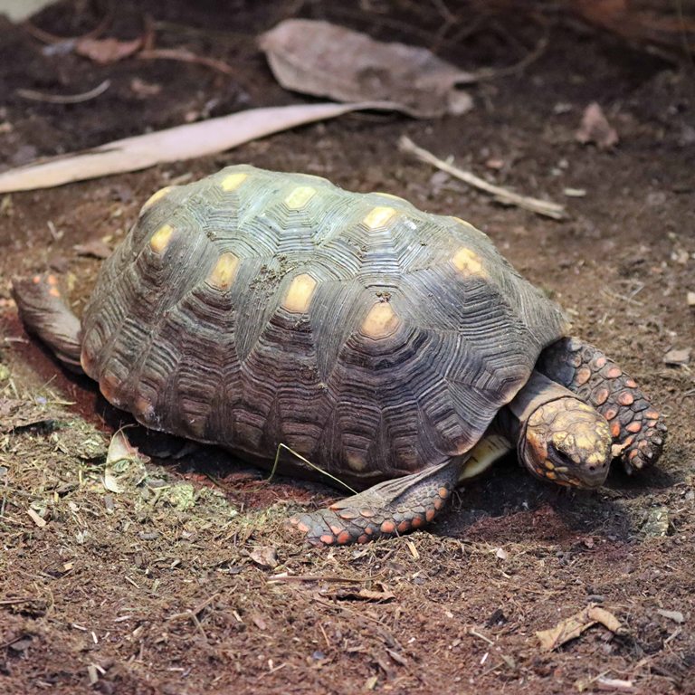 Red-footed Tortoise
