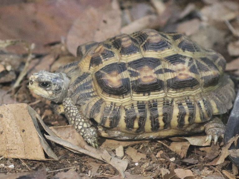 Flat-backed Spider Tortoise