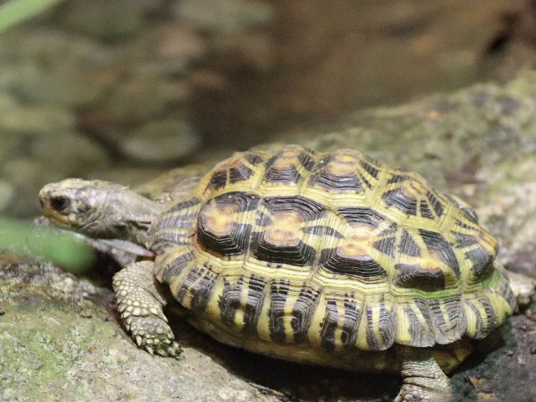 Flat-backed Spider Tortoise
