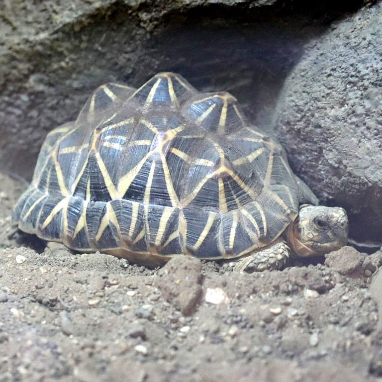 Indian Star Tortoise