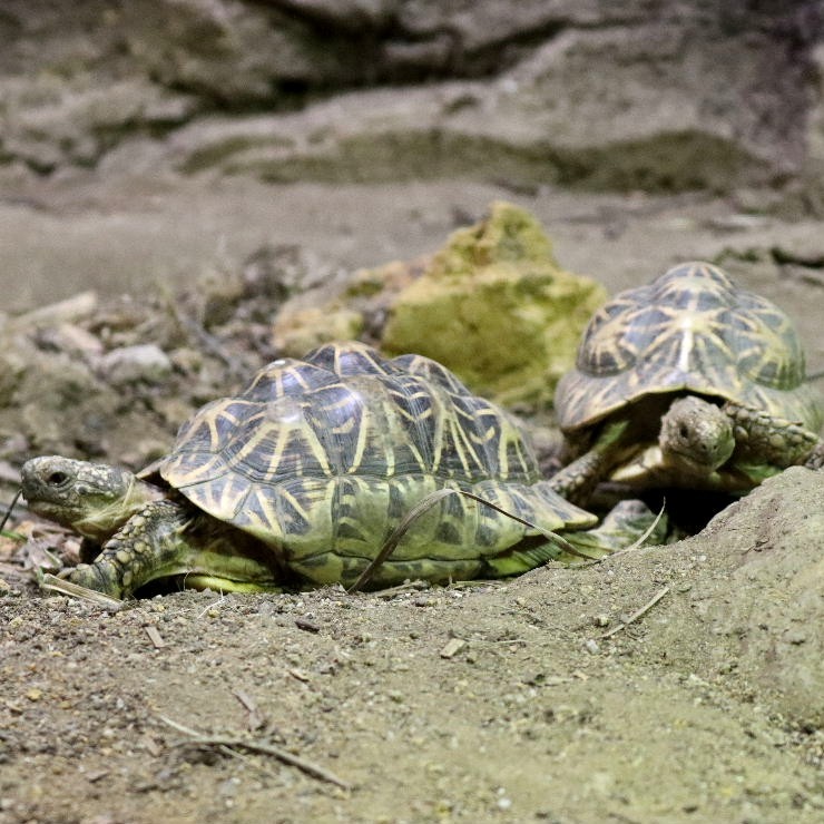 Indian Star Tortoise