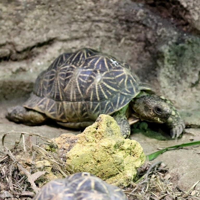 Burmese Star Tortoise