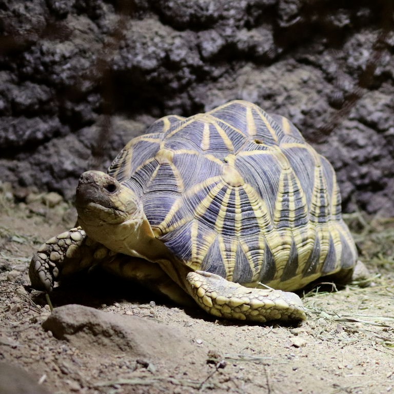 Burmese Star Tortoise