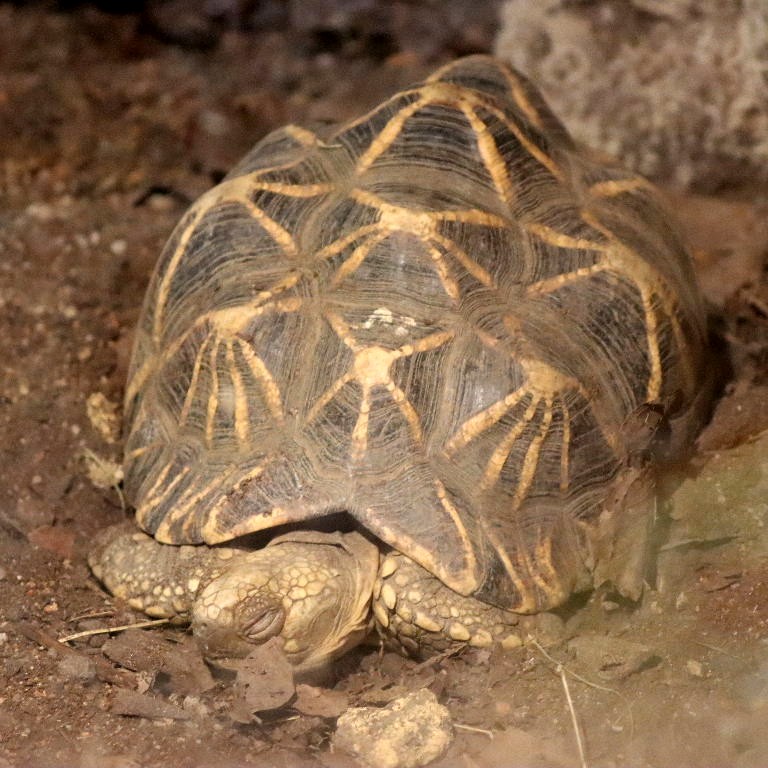 Burmese Star Tortoise