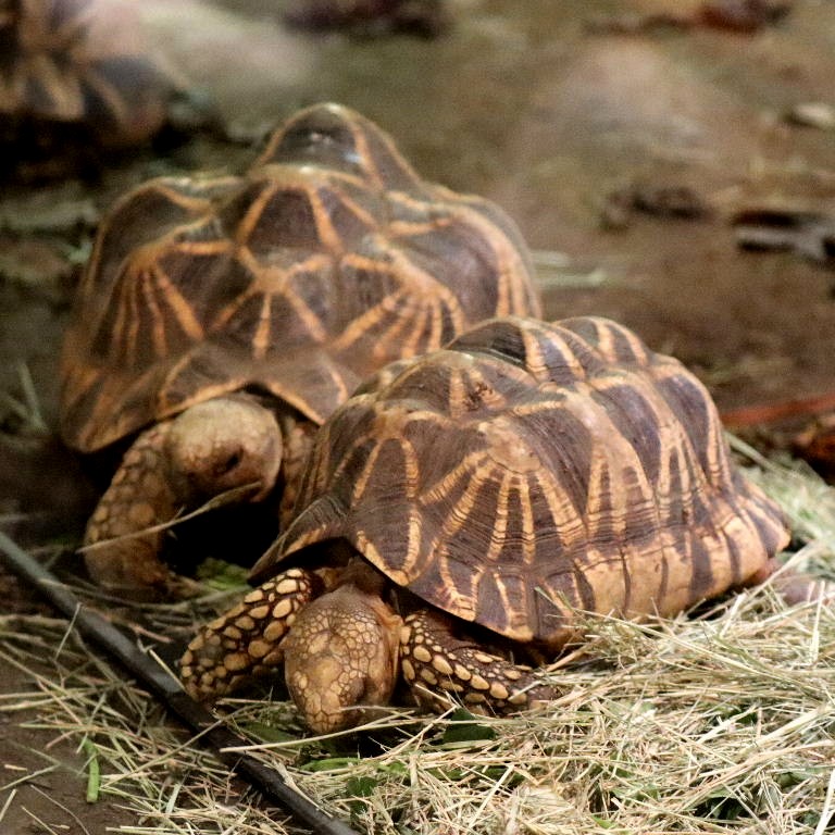 Burmese Star Tortoise