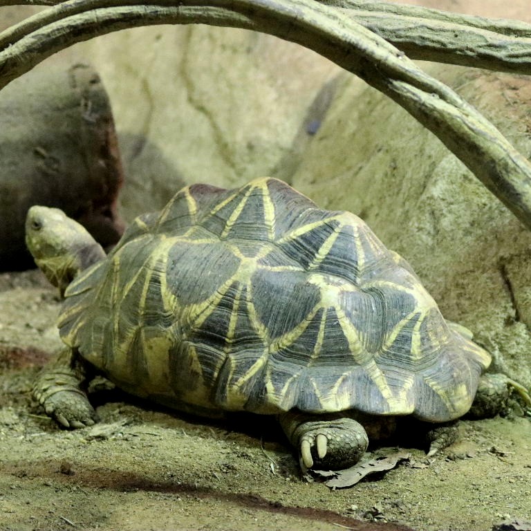 Burmese Star Tortoise