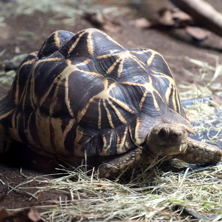 Burmese Star Tortoise