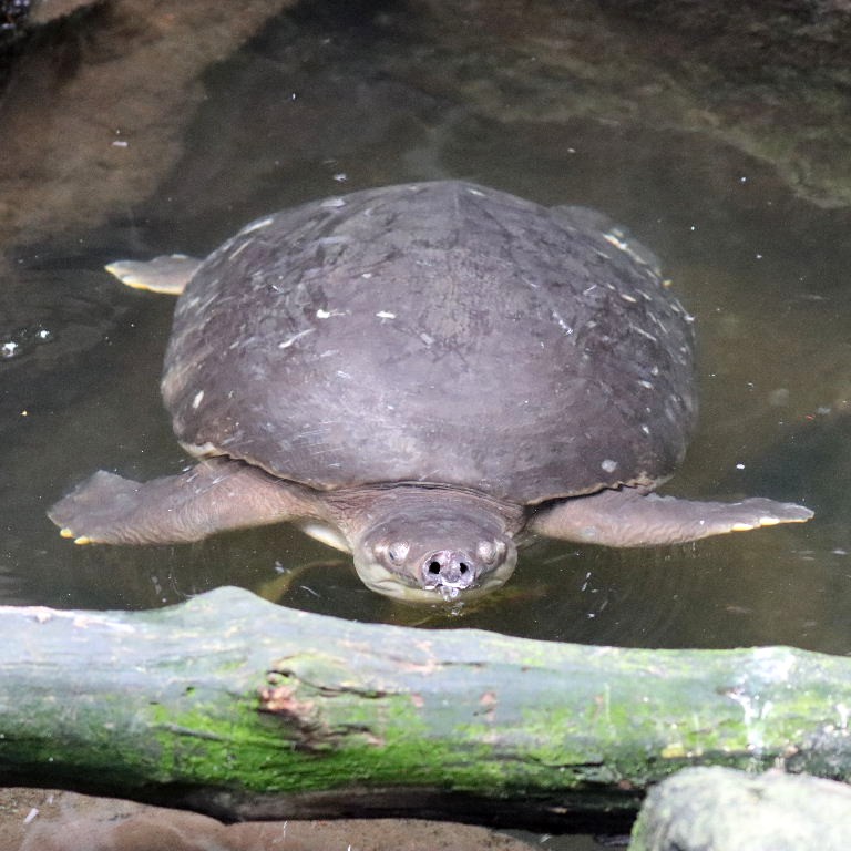 Pig-nosed River Turtle