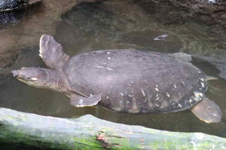 Fly River Turtle
