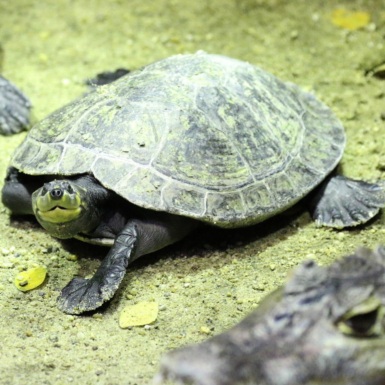 Yellow-spotted Amazon River Turtle
