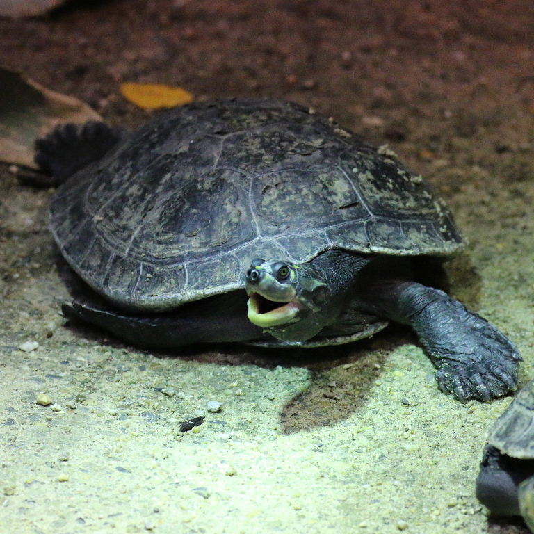 Yellow-spotted Amazon River Turtle
