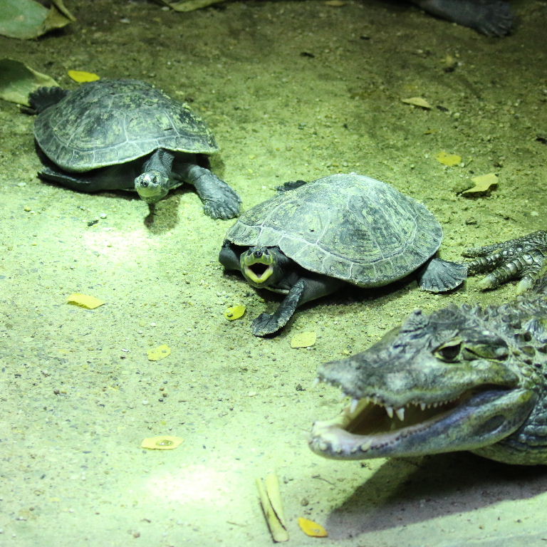 Yellow-spotted Amazon River Turtle