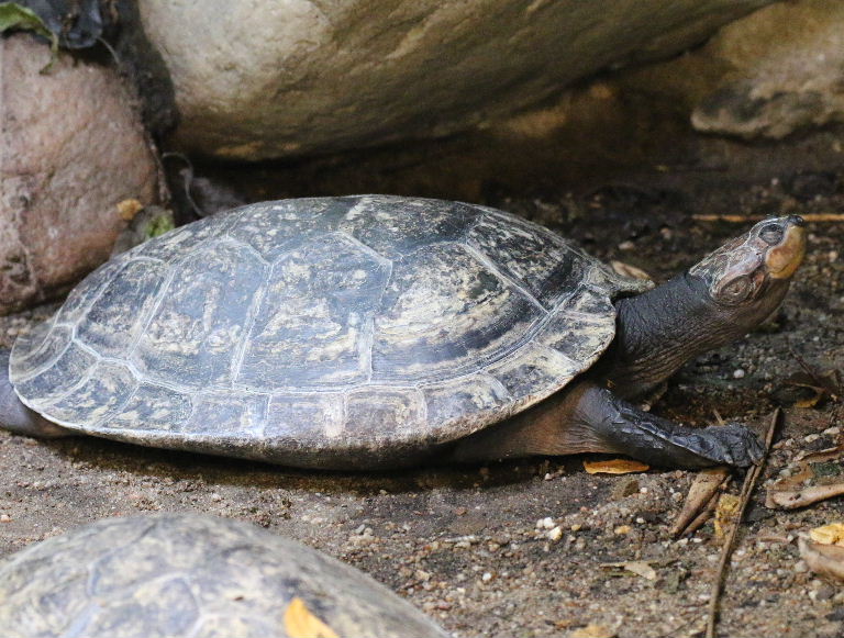 Yellow-spotted Amazon River Turtle