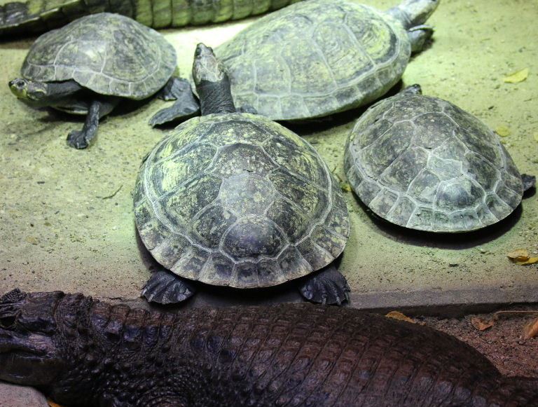 Yellow-spotted Amazon River Turtle