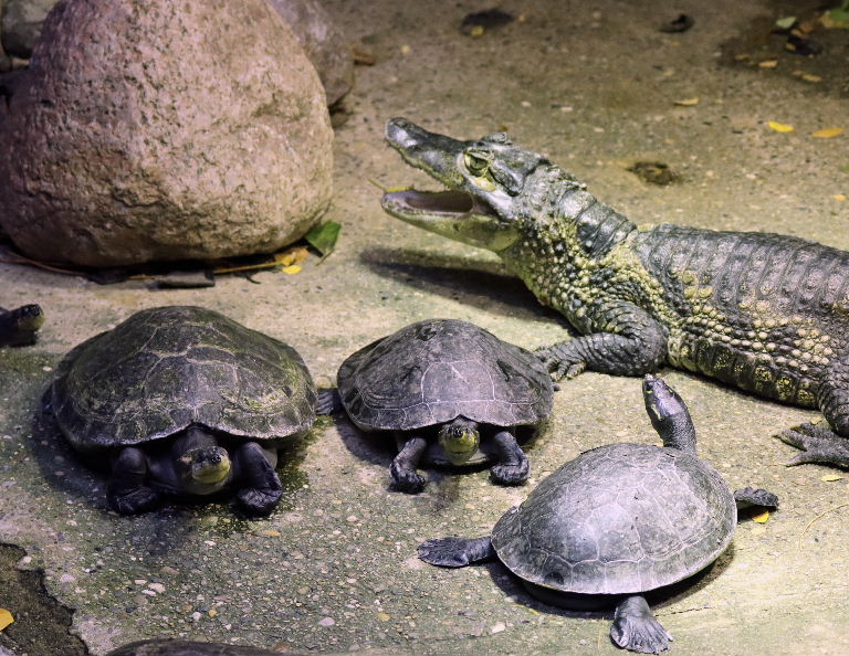 Yellow-spotted Amazon River Turtle