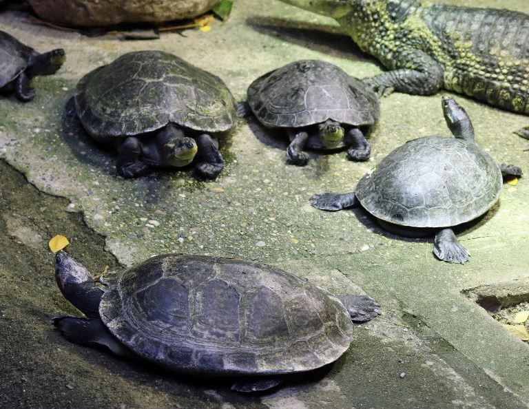 Yellow-spotted Amazon River Turtle