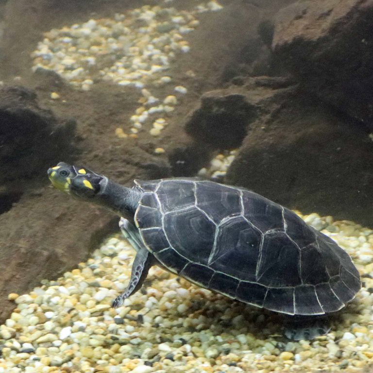Yellow-spotted Amazon River Turtle juvenile