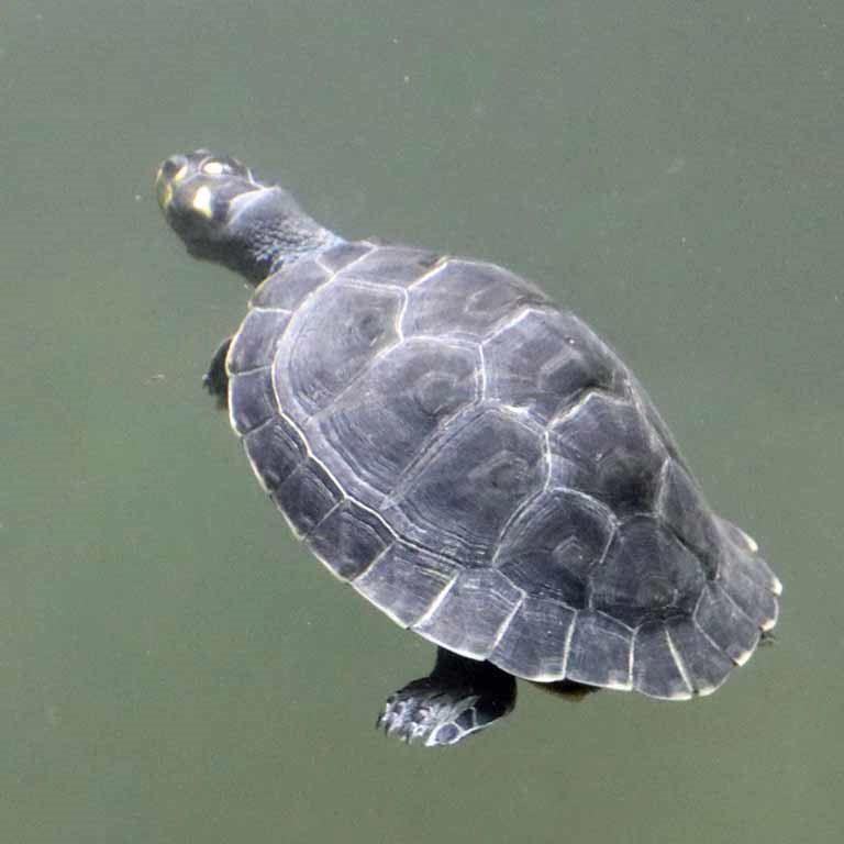 Yellow-spotted Amazon River Turtle juvenile