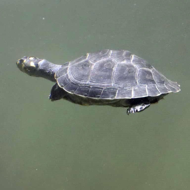 Yellow-spotted Amazon River Turtle young