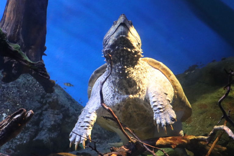 Alligator Snapping Turtle