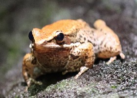 Black-striped Stream Frog