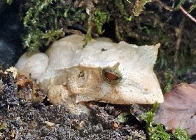 Gunther's Triangle Frog